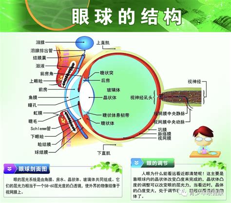 鸳鸯眼面相